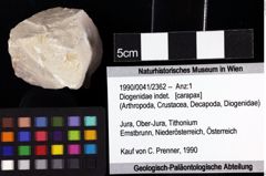 Foto (Objket + Etiketten) von Diogenidae indet. 